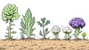 When One Plant Became Many Vegetables